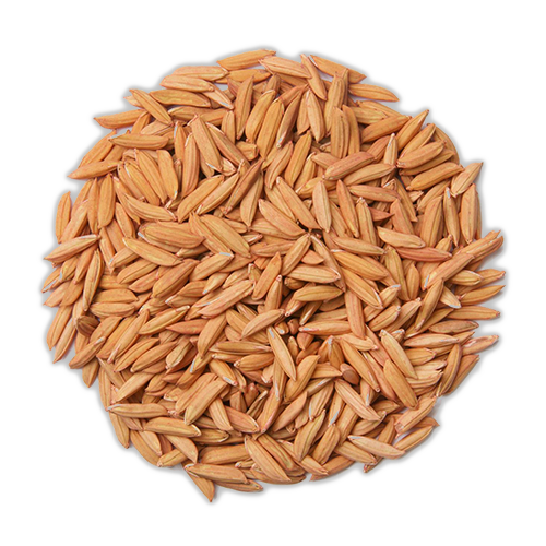 bio-rizs-seeds